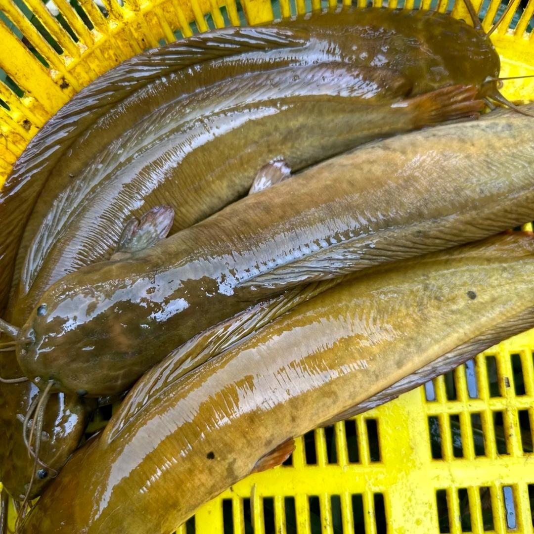 铭辉瘦身塘角鱼