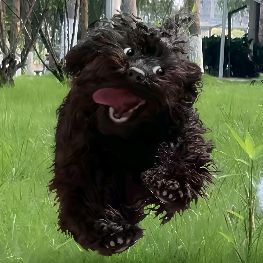 🐾微凉