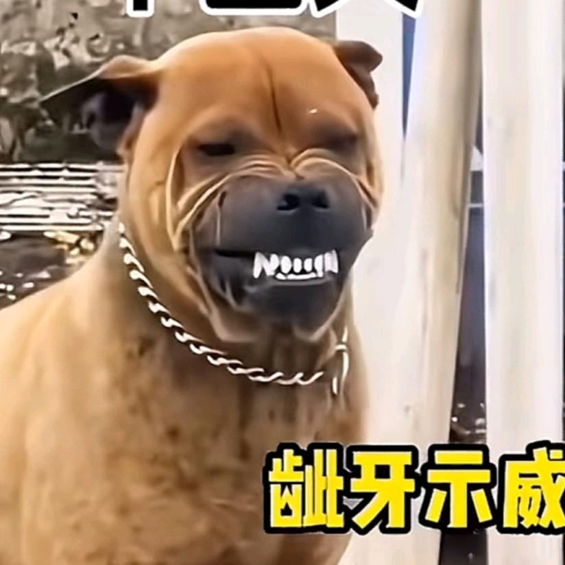 玫