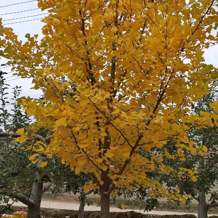 柠檬水. ⋆ ☆ ⋆ ★ ⋆ . · .