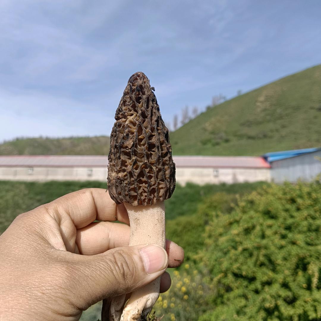 走马部落牧场