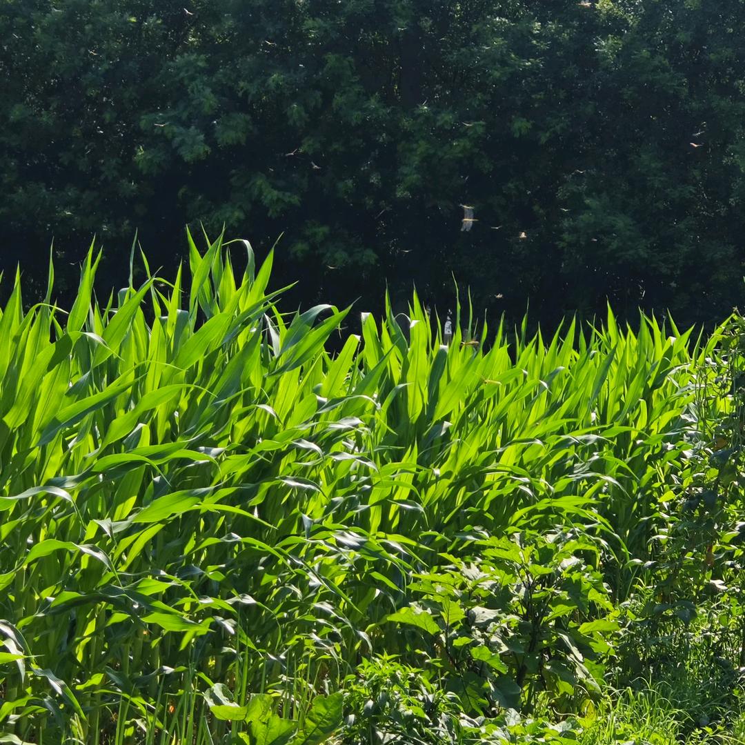鑫冲电子商务工作室