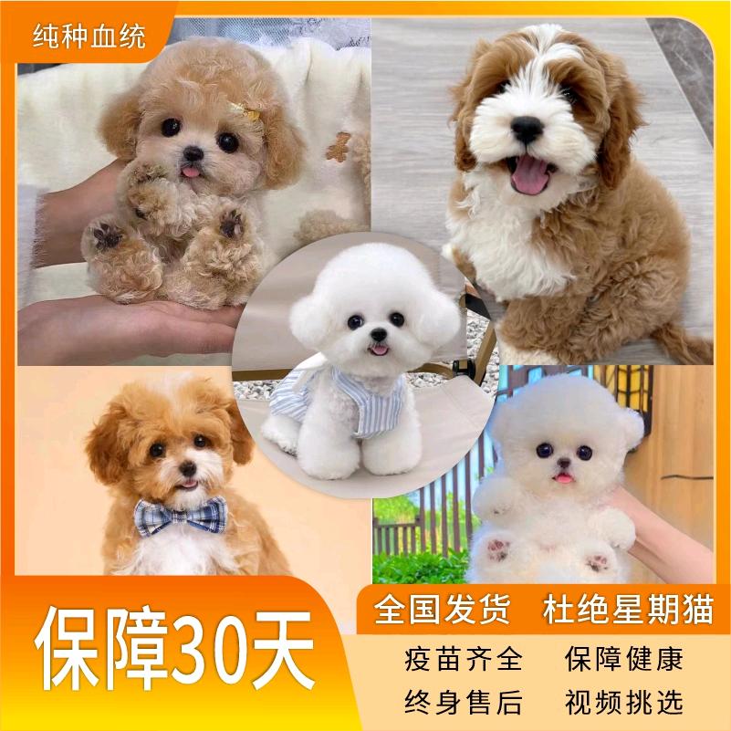犬舍繁育韩系小体比熊泰迪熊马尔泰