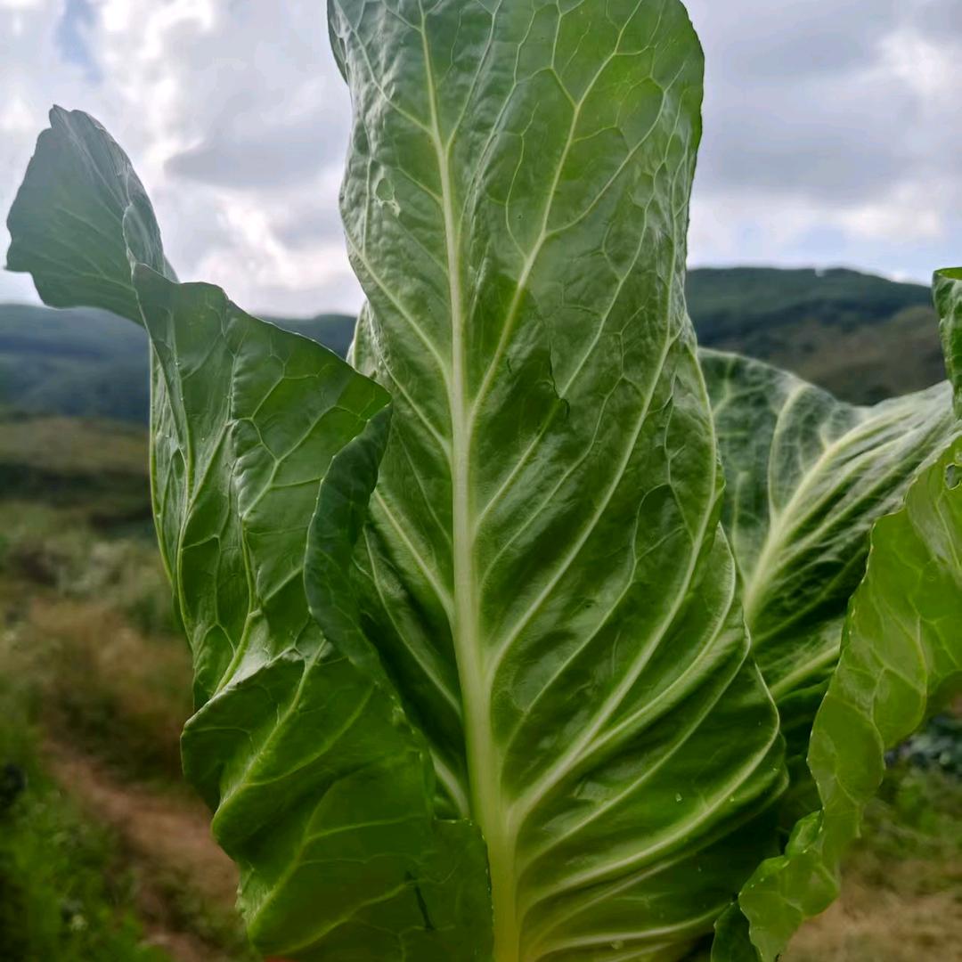 牛心甘蓝小徐呀🙈🙈