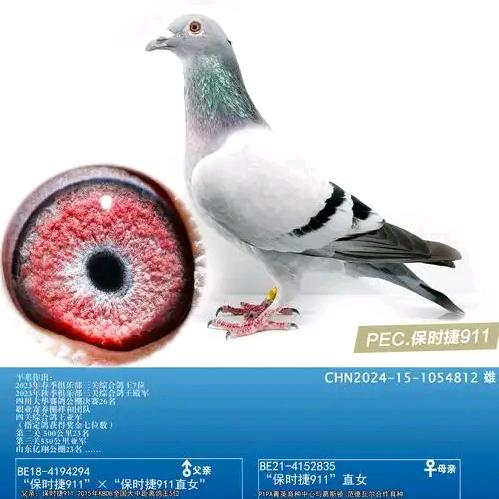 天康鸽业@郭老师助理