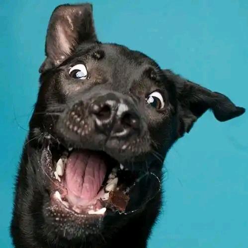 套哥（我已成仙）