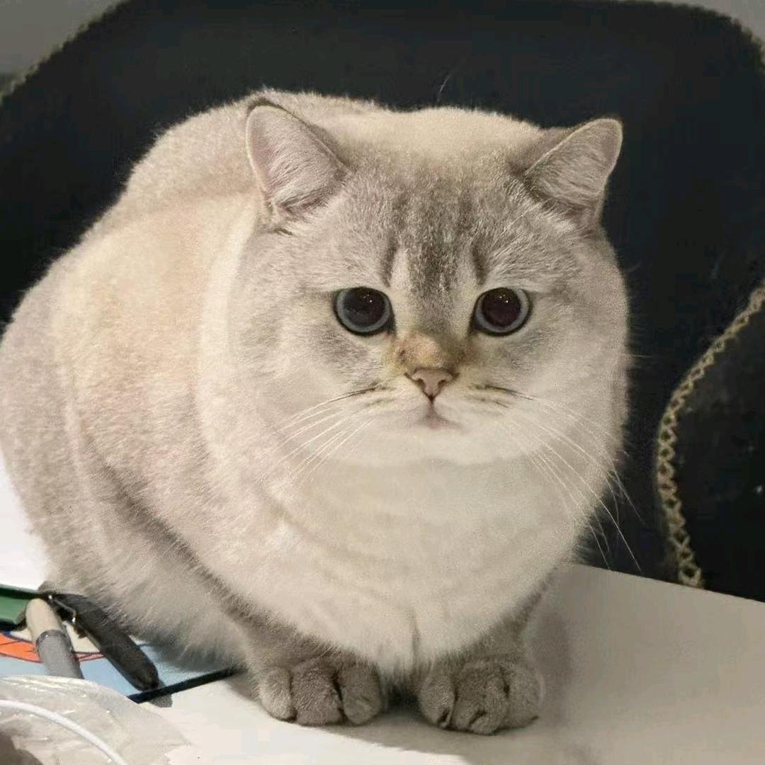 搓个脸(蔚来版）