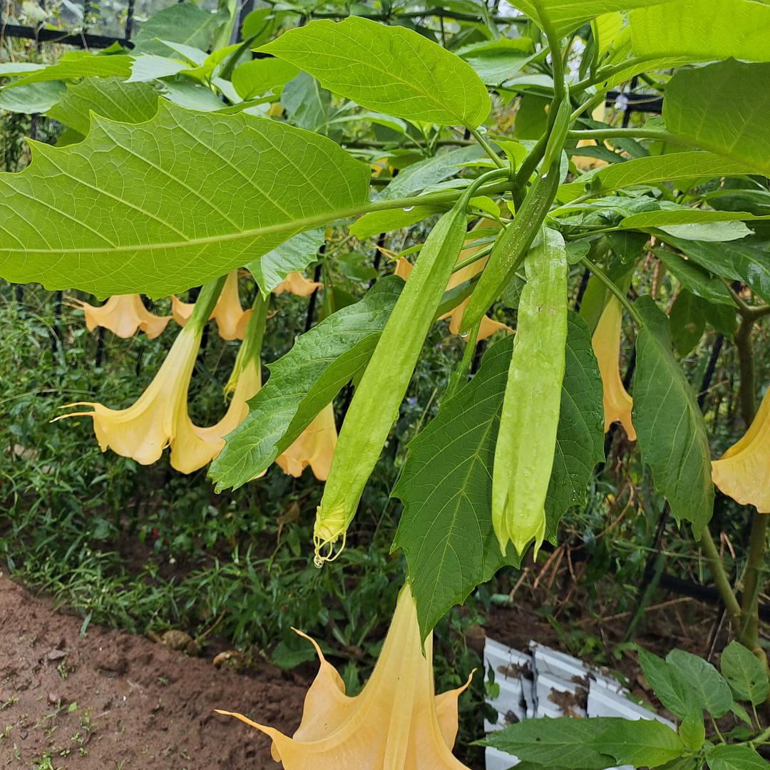 陈蒙关赵