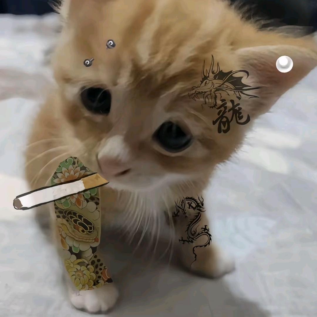 风象可怜虫
