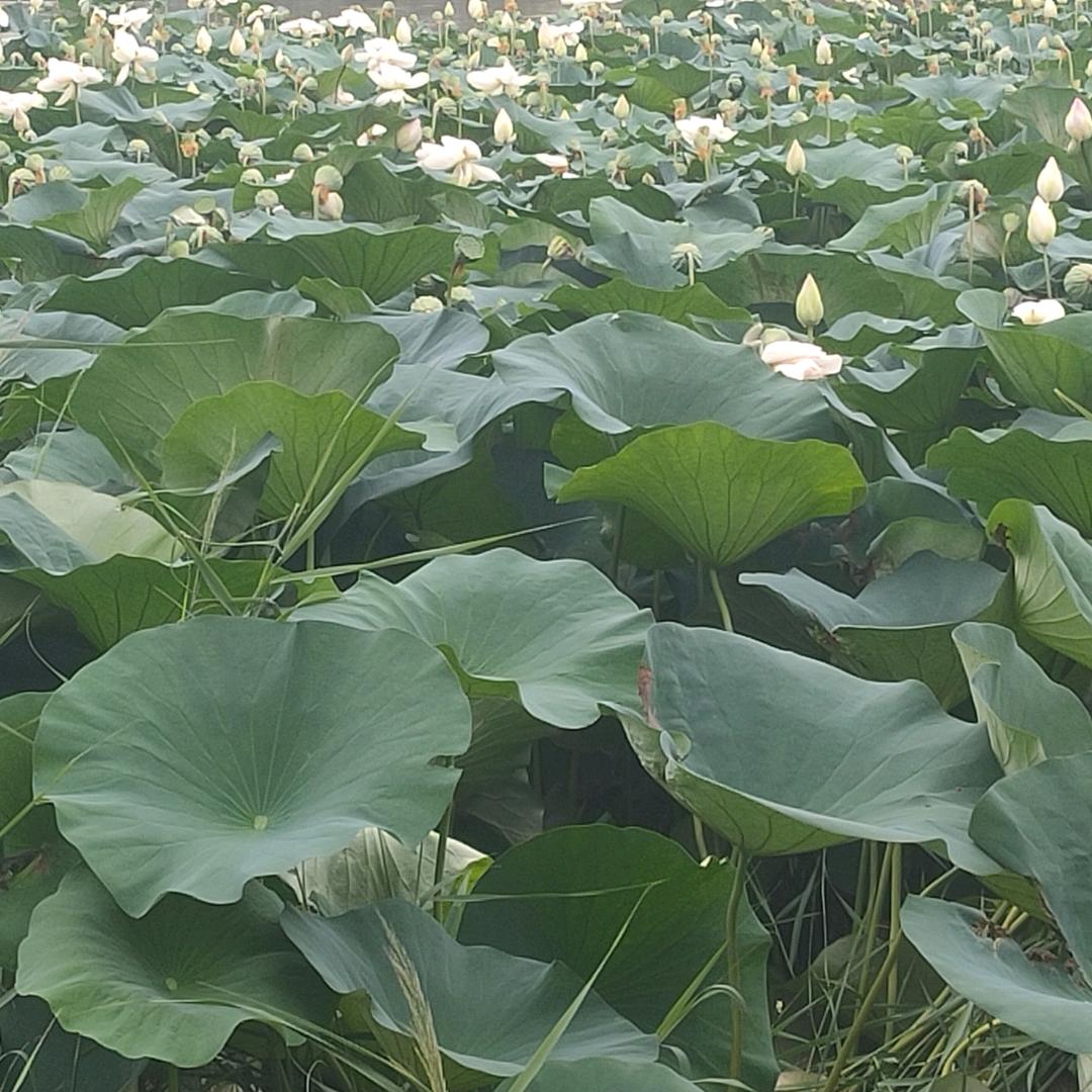 凡事不争  万事安宁