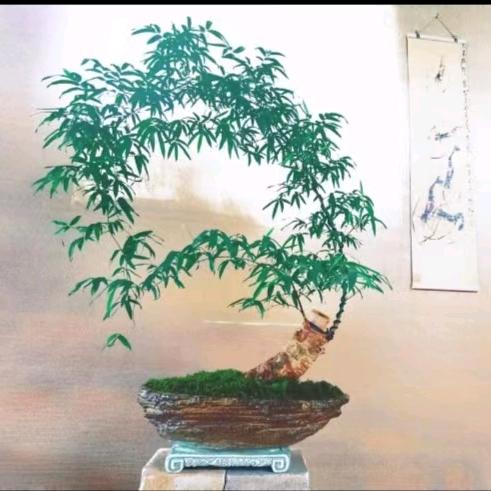 明月小叶簕竹