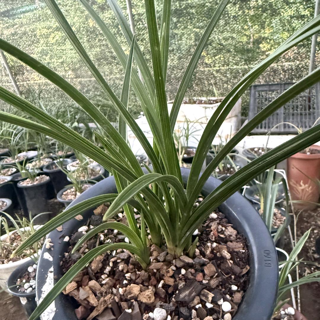 💞空谷幽兰❣️