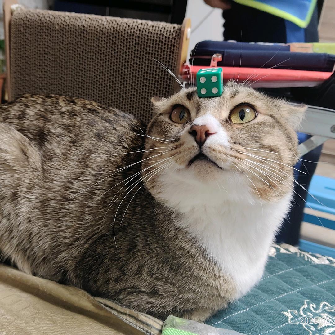 可可爱爱的大咩