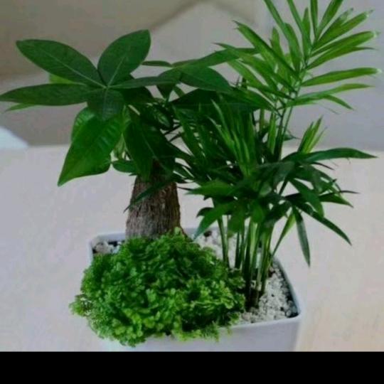 凉风细雨