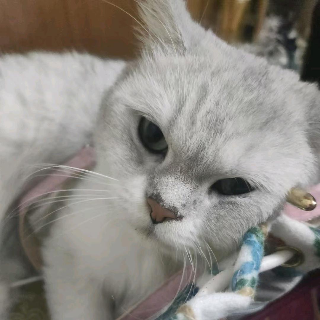 爱吃泡椒牛肉版🌶️