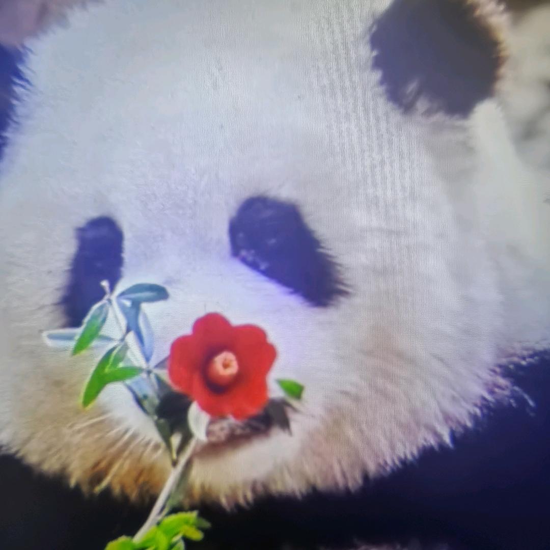 月亮二