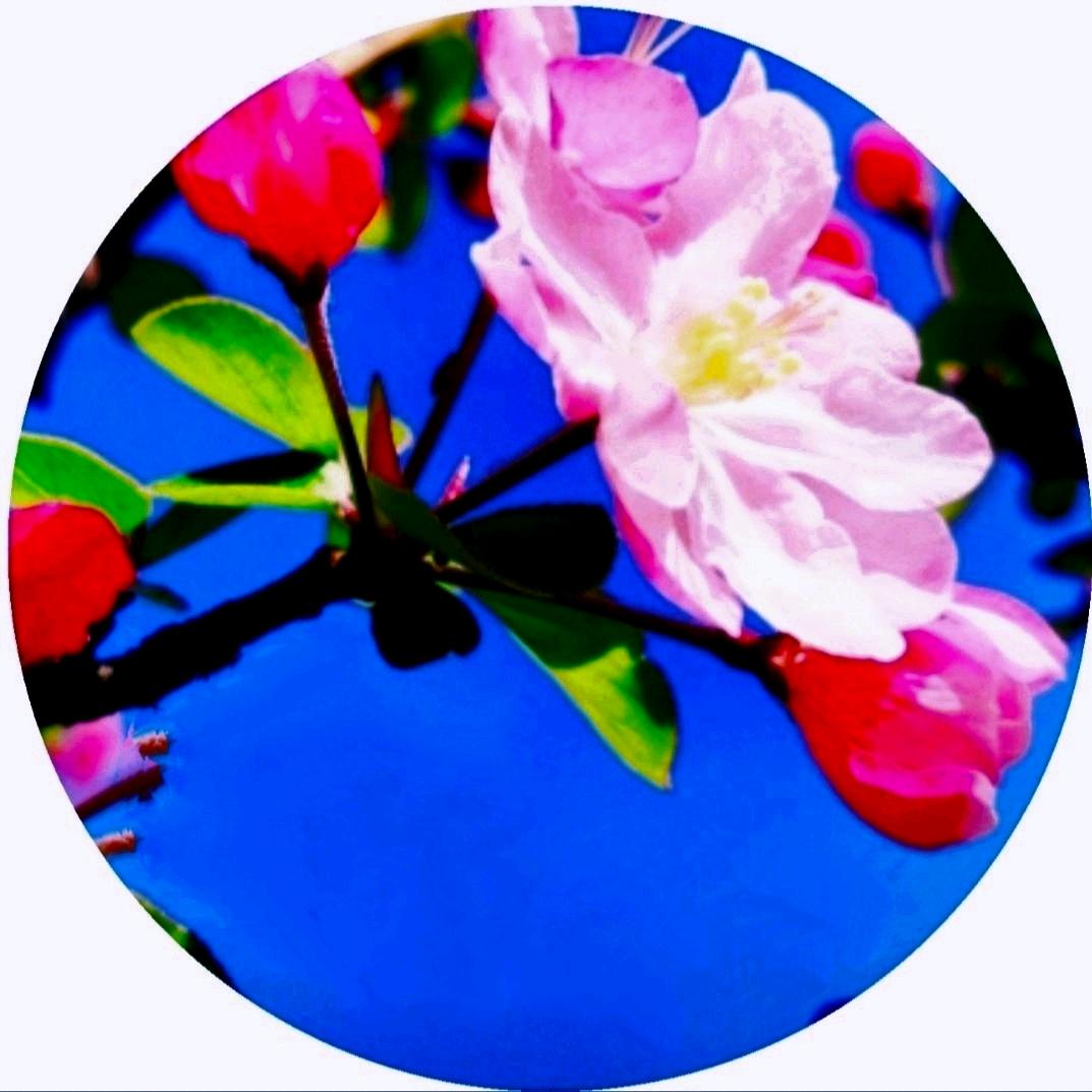 墨梅的芳华时光