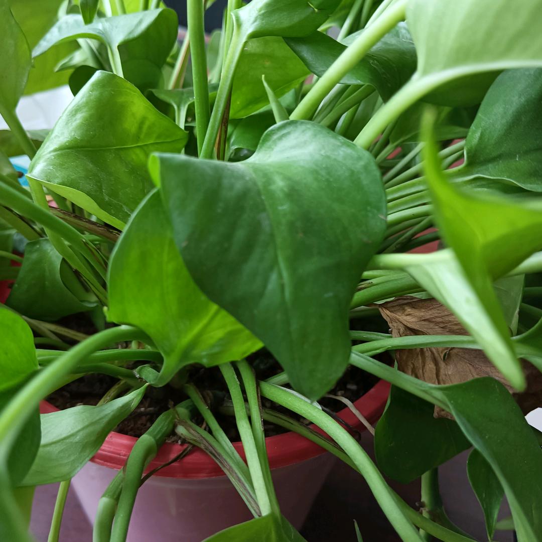 小芒果