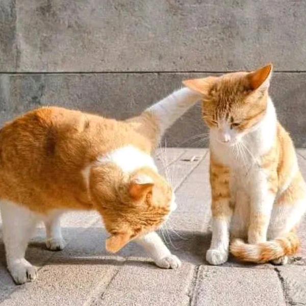 吃西瓜皮不吐皮