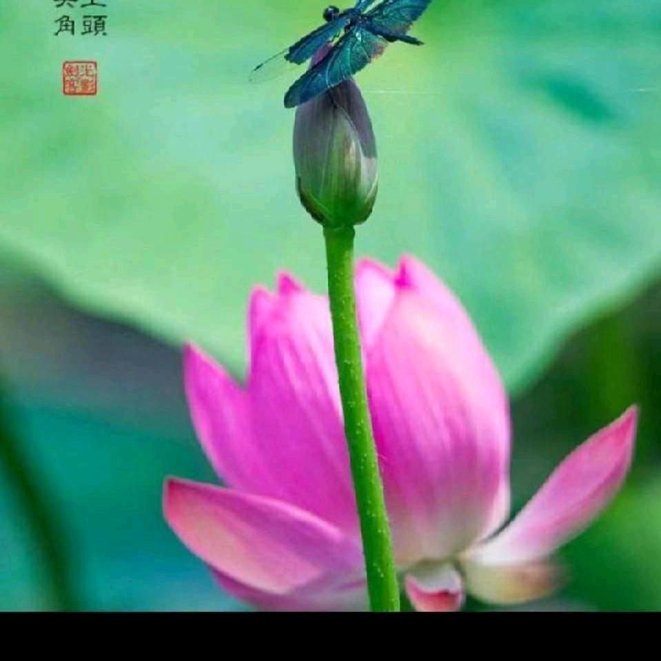 幽兰深处