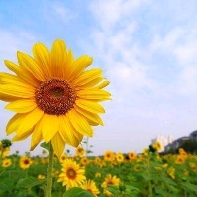 小鹤