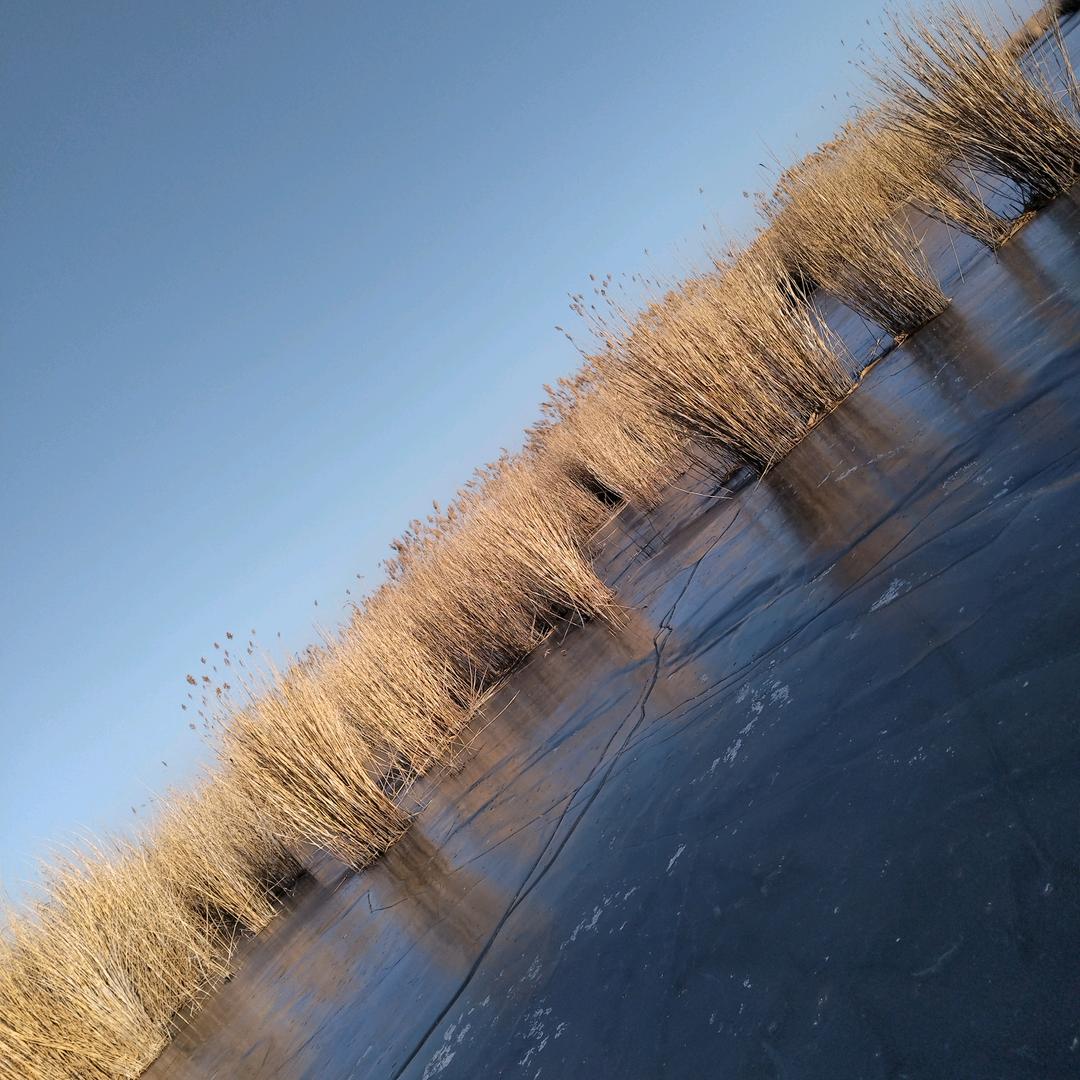 海丰生态湖野生鱼