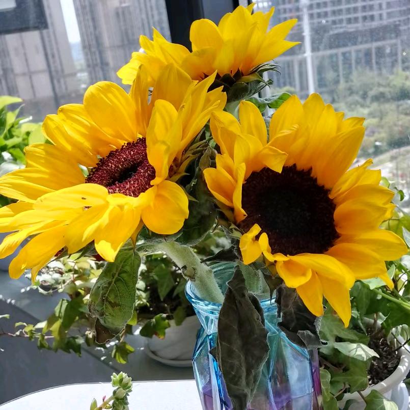 小石头成长记录