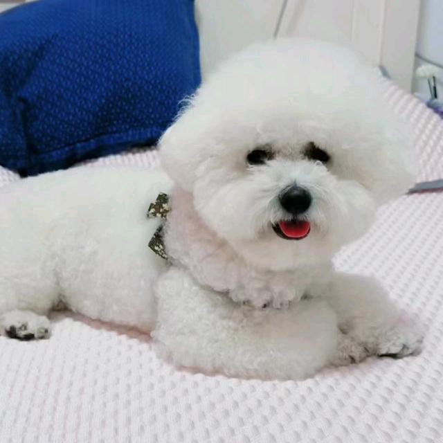 比熊犬舍