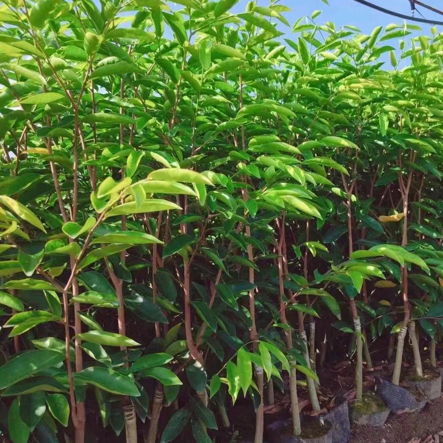 枫香园林中心