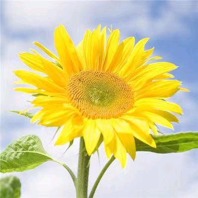 向阳而生🌻🌻🌻