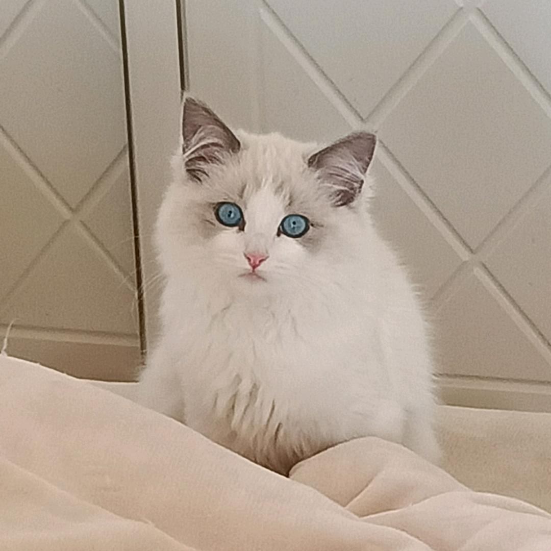 莎莉