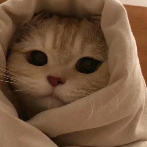 炳炳
