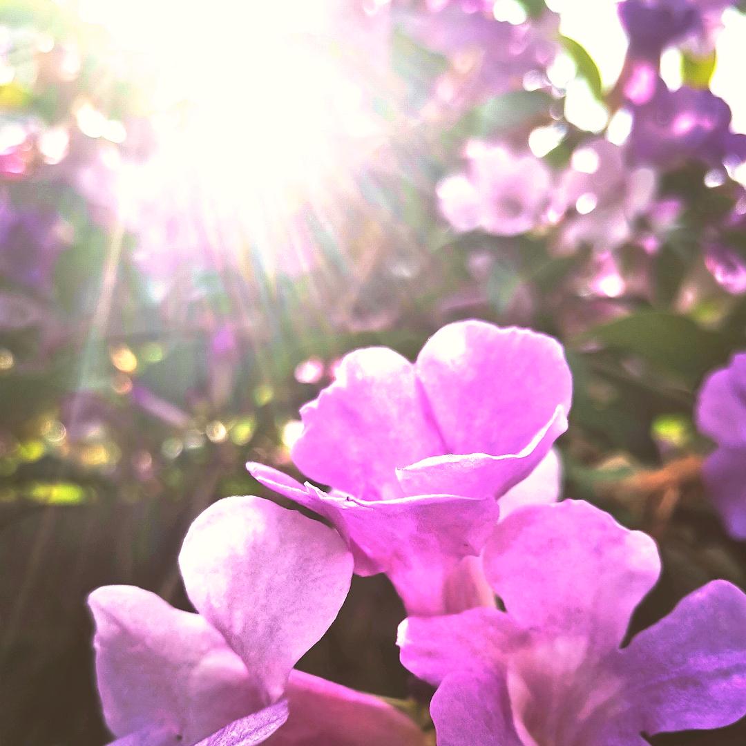 糖葫芦