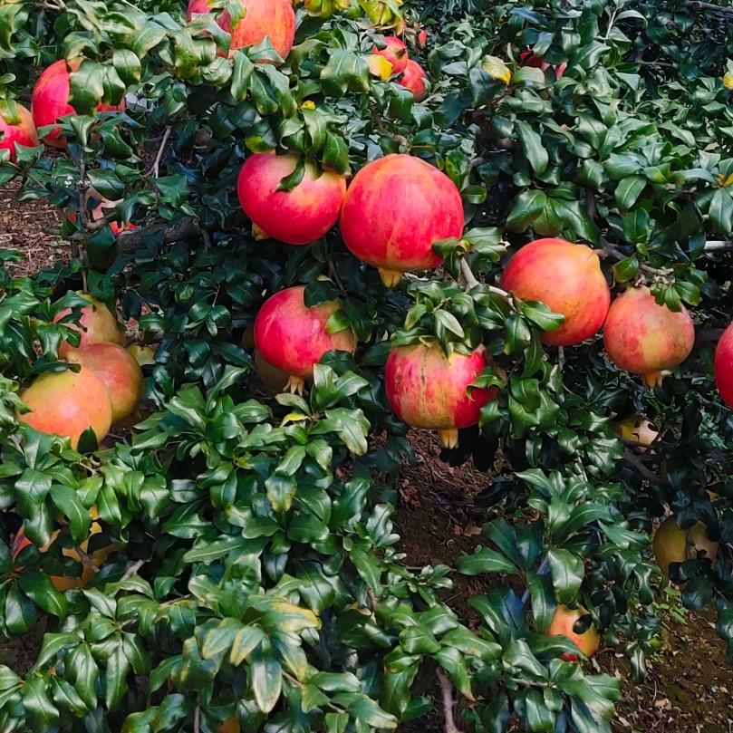 榴香果蔬