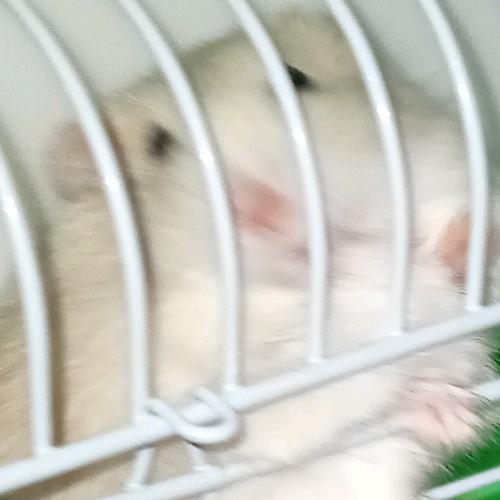 鼠窝里嗦鼠史的n个晴天