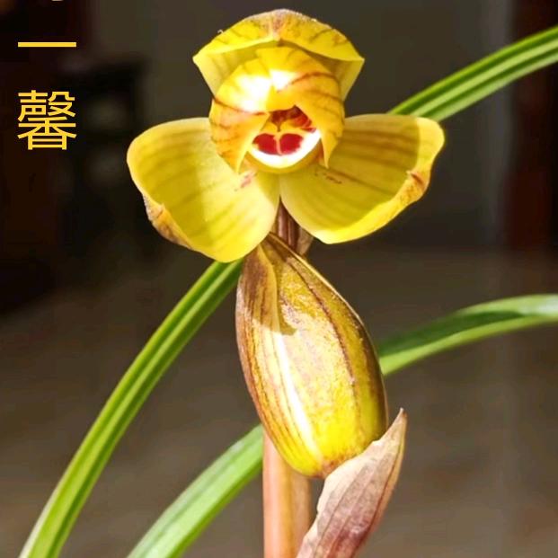 小辉花卉种植