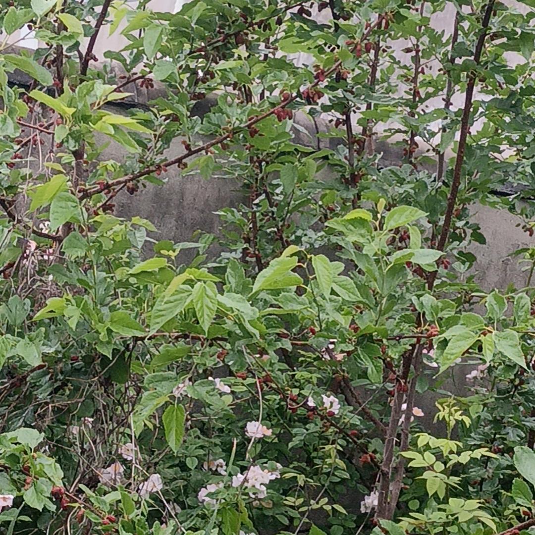 无怨无悔