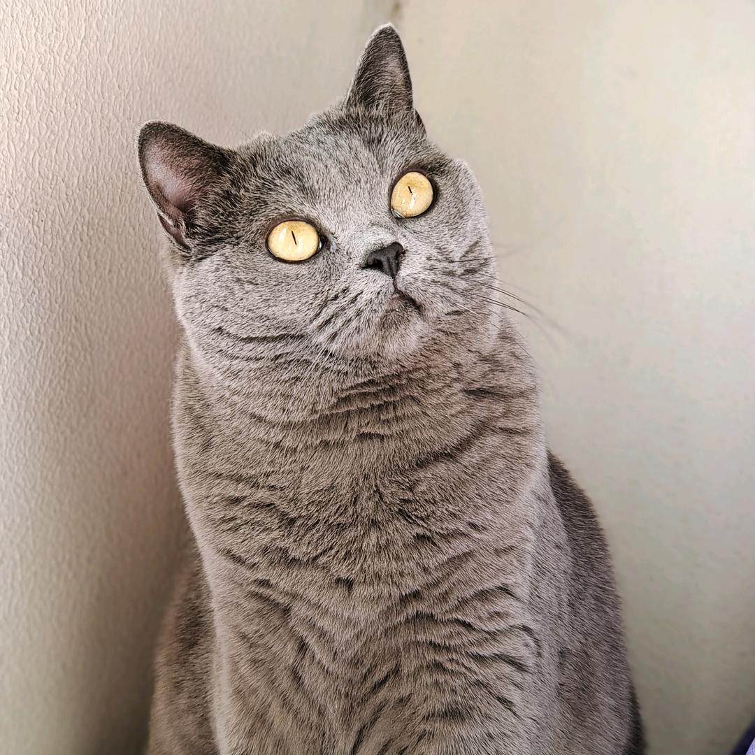 臭皮蓝猫