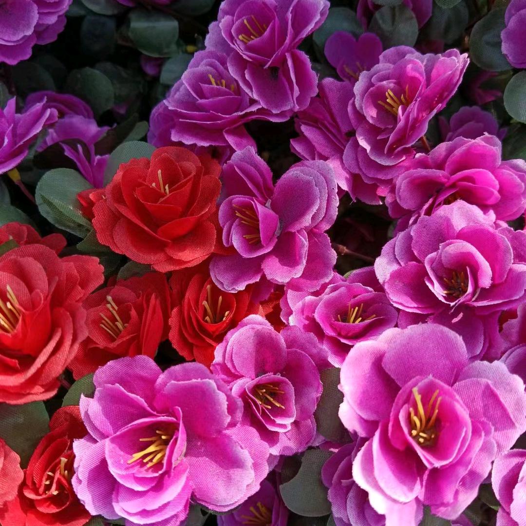 玫瑰花🌹