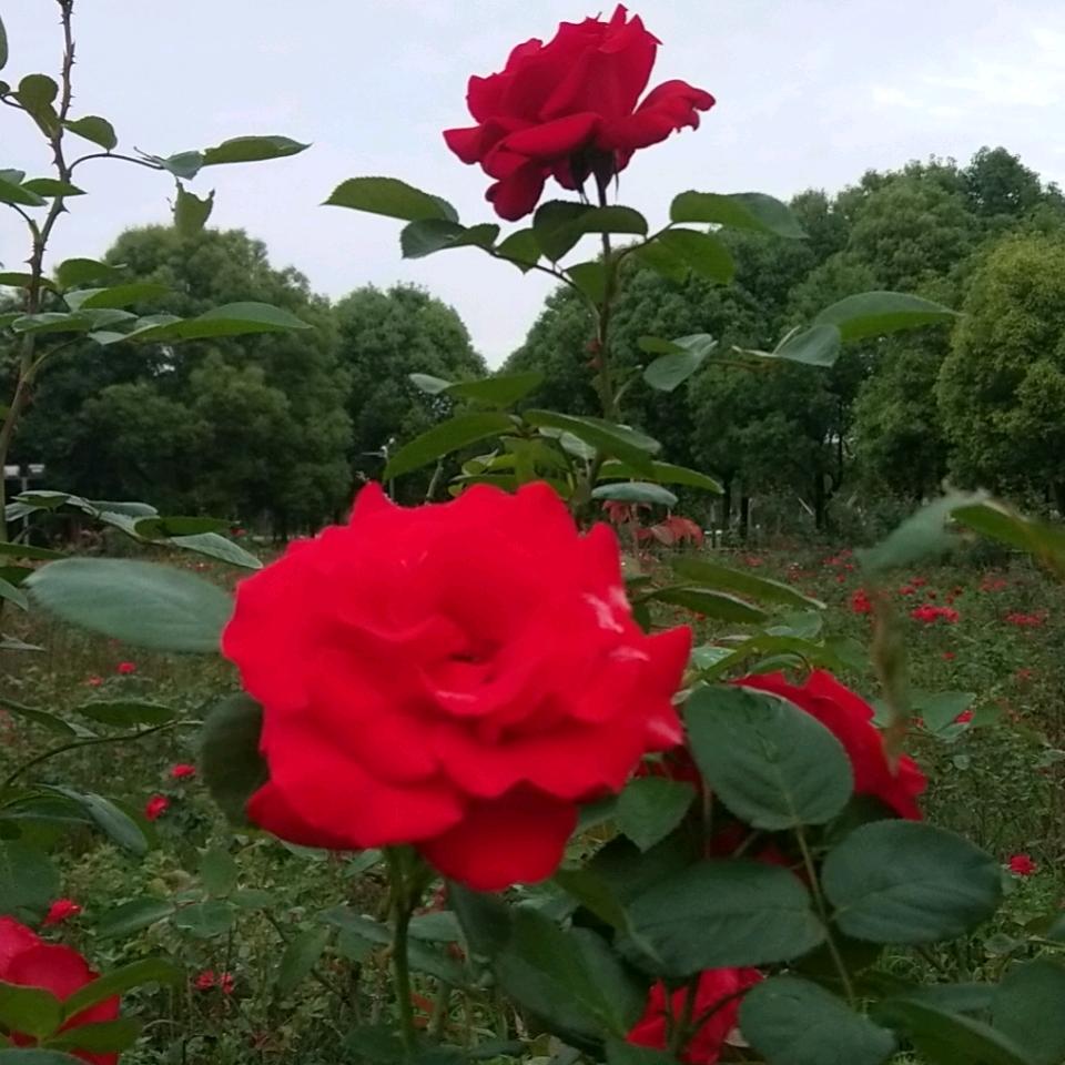 草千里