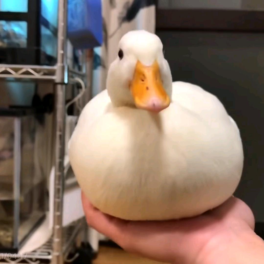 巧吖服饰