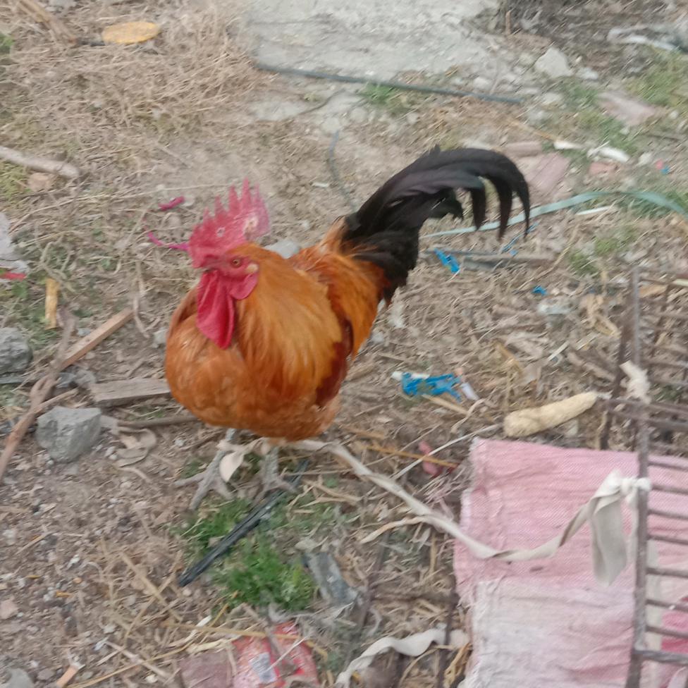 金平哥常年收狗鸡鸭鹅鸽子