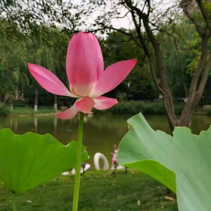 静心
