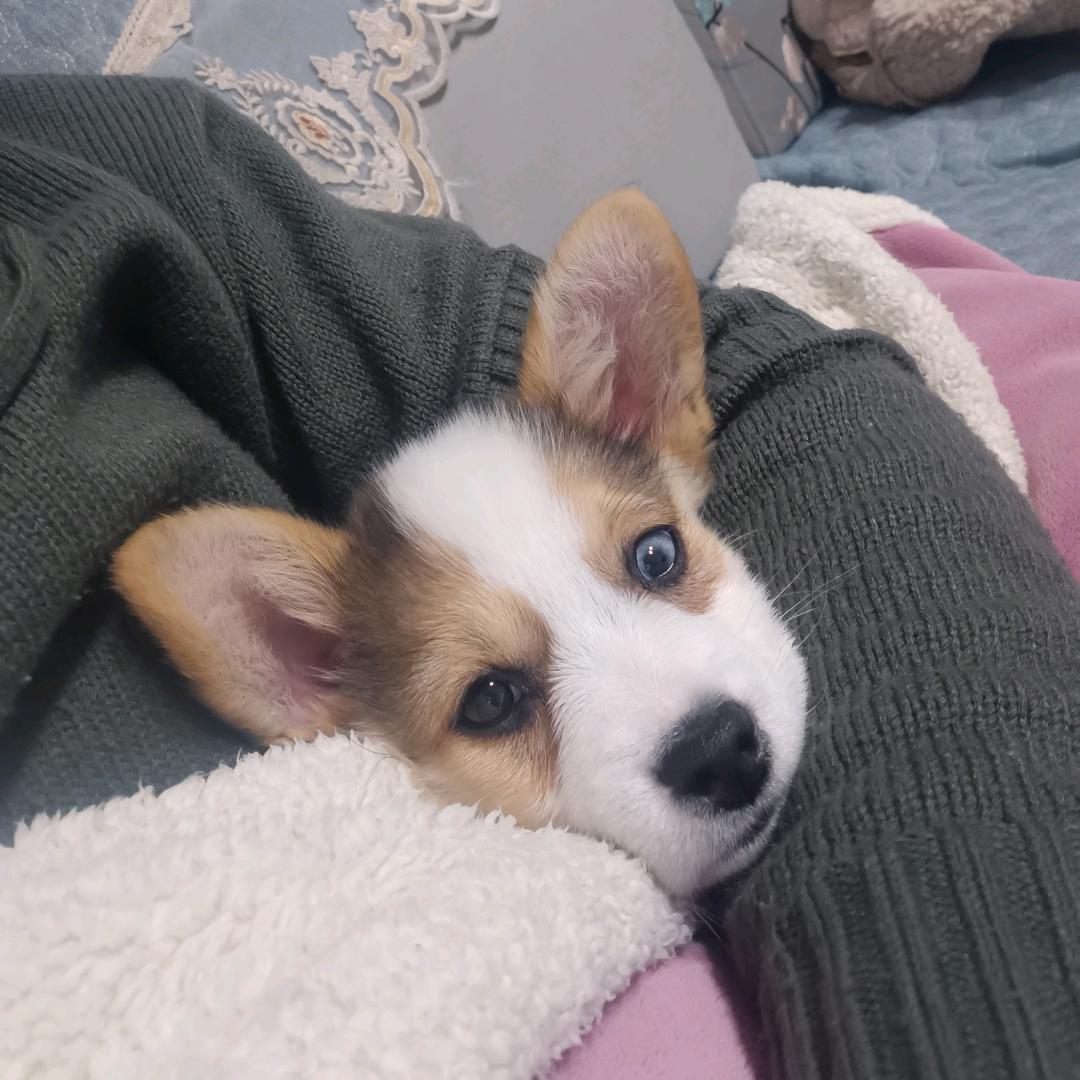 吃货来了