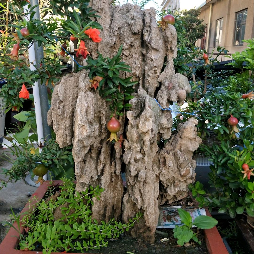 郏县艺霖盆景葫芦