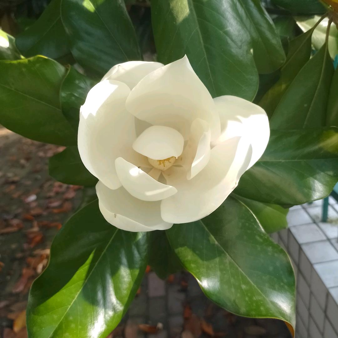 刘家大菇娘