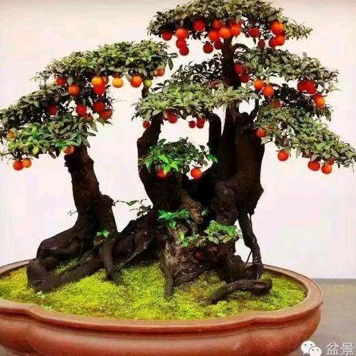 麻哥金弹子花卉