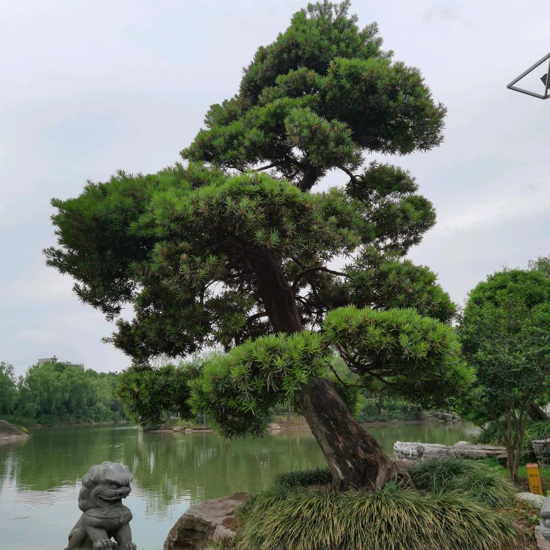 缪哉