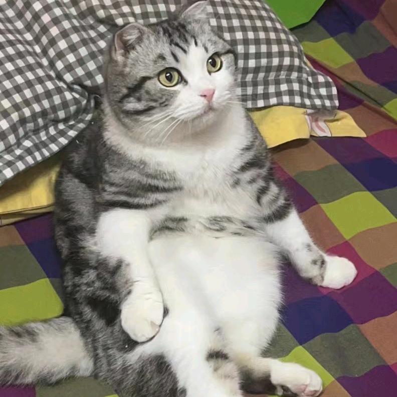 狐狸尾巴