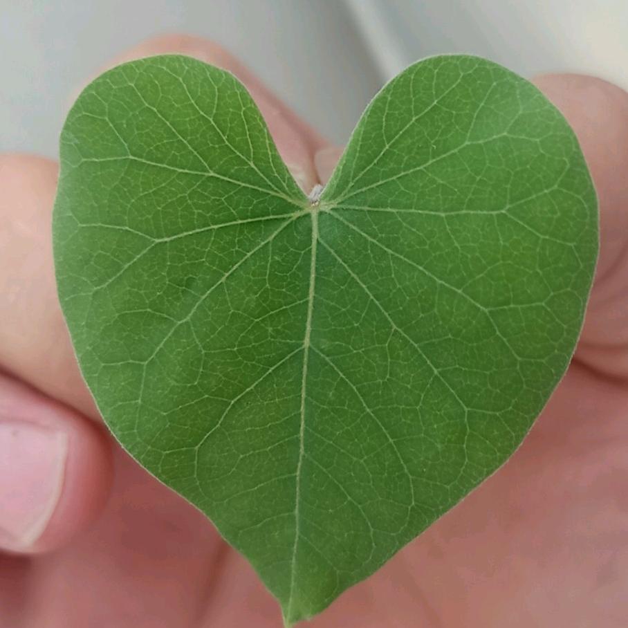 洗衣液厂家直销